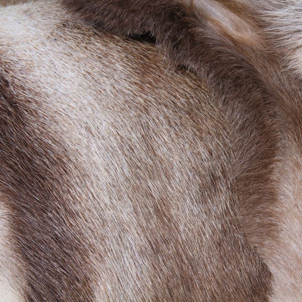Skandinavisches Rentierfell, Innenanwendung Mode – Bild 3